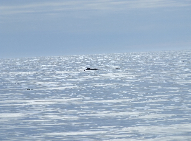 Diving Whale.JPG